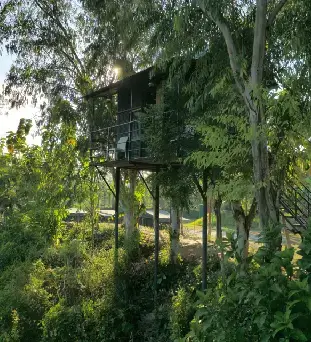 Tree House